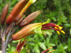 Phormium cookianum