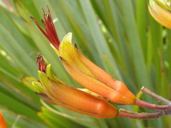 Phormium cookianum