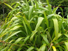 Phormium cookianum