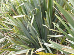 Phormium tenax
