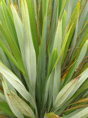 Phormium tenax