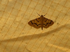Dichocrocis