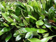 Pyrrosia eleagnifolia