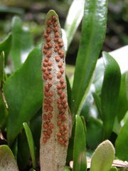 Pyrrosia eleagnifolia