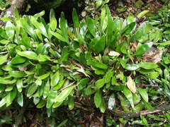 Pyrrosia eleagnifolia