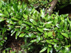 Pyrrosia eleagnifolia