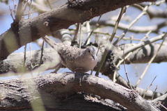 Columbina inca