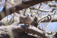Columbina inca