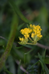Tauschia moorei