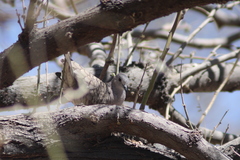Columbina inca