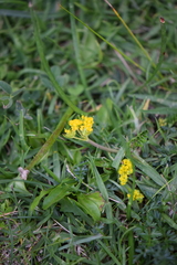 Tauschia moorei