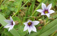 Sisyrinchium rosulatum