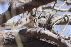 Columbina inca
