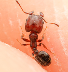 Pheidole rugulosa