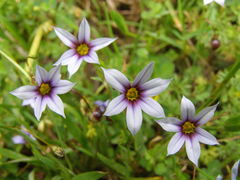 Sisyrinchium rosulatum