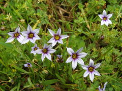 Sisyrinchium rosulatum