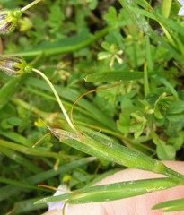 Sisyrinchium rosulatum
