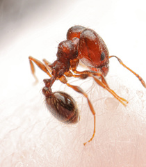 Pheidole rugulosa