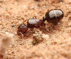 Pheidole rugulosa