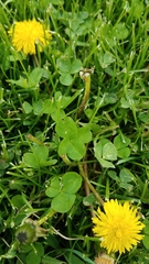 Trifolium repens