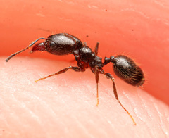 Pheidole sciophila