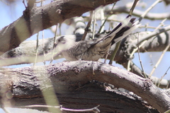 Columbina inca
