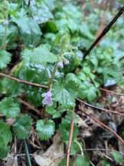 Glechoma longituba