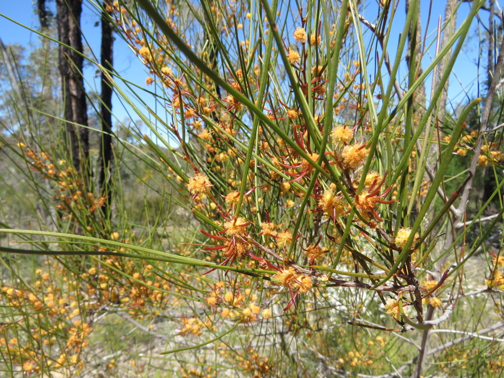 Rush-leaved Wattle from Baradine NSW 2396, Australia on September 11 ...