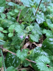Glechoma longituba