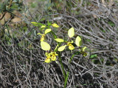 Diuris abbreviata
