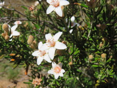 Ricinocarpos bowmanii