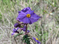 Solanum cinereum