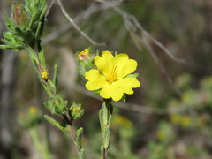 Hibbertia crinita