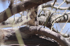 Columbina inca