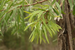 Melaleuca groveana