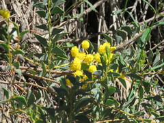Acacia cultriformis