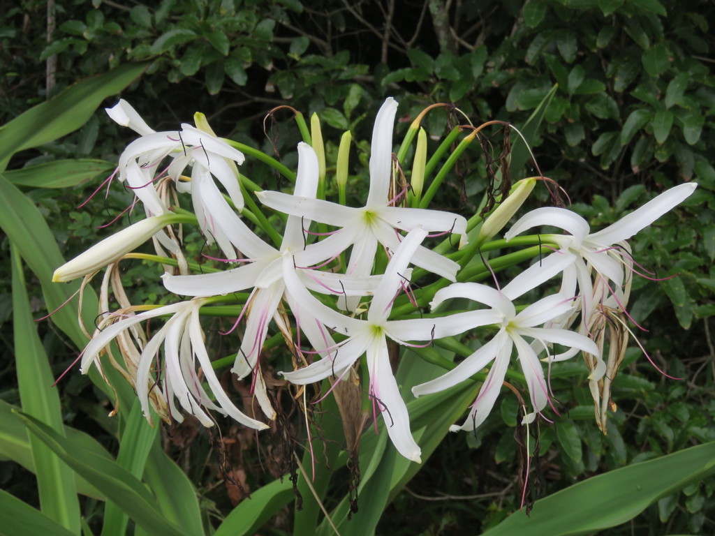 mangrove lily from Mungo Brush NSW 2423, Australia on September 11 ...