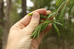 Melaleuca groveana