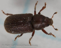 Hylurgops rugipennis