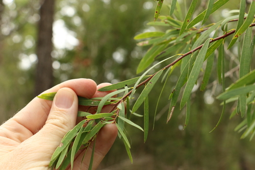 Image of Melaleuca groveana by (c) Greg Tasney, some rights reserved (CC BY-SA)