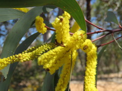 Acacia cheelii