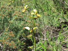 Diuris abbreviata