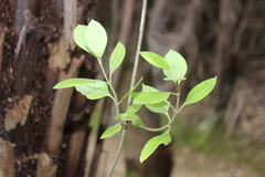 Parsonsia heterophylla