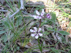 Wurmbea biglandulosa