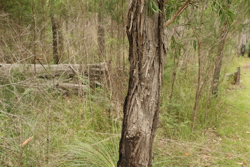 Image of Melaleuca groveana by (c) Greg Tasney, some rights reserved (CC BY-SA)