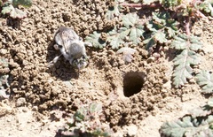 Anthophora edwardsii