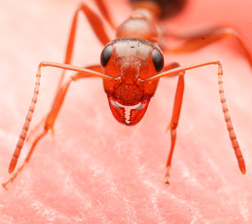 Dry Mound Ant
