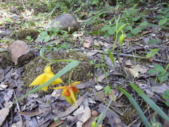 Calochortus amabilis