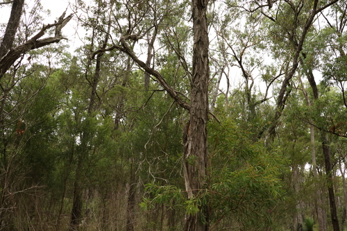 Image of Melaleuca groveana by (c) Greg Tasney, some rights reserved (CC BY-SA)