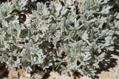 Artemisia capitata
